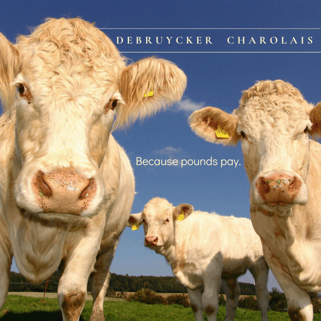 DeBruycker Charlois Brandbook